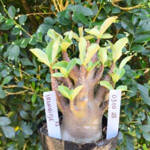 0310 28 Arabicum Iron Ride - F2 12 meses