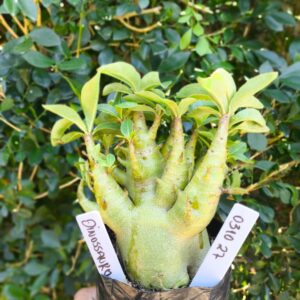0310 27 Arabicum Dinossauro - F2 12 meses