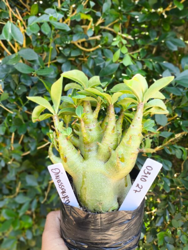0310 27 Arabicum Dinossauro - F2 12 meses