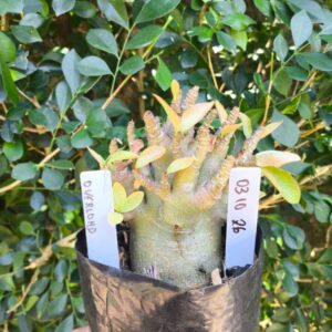 0310 26 Arabicum Overlord- F2 12 meses