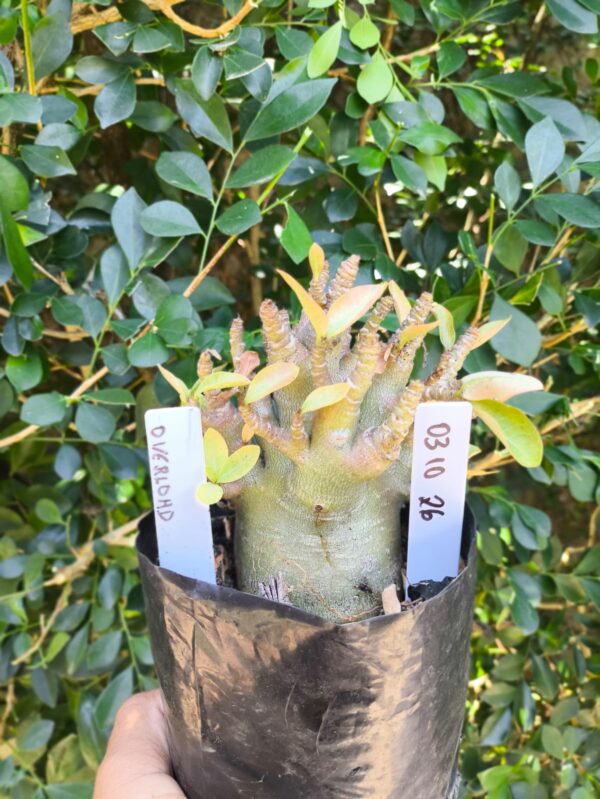 0310 26 Arabicum Overlord- F2 12 meses