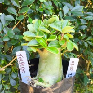 0310 25 Arabicum Torpedo - F2 12 meses