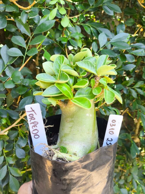 0310 25 Arabicum Torpedo - F2 12 meses