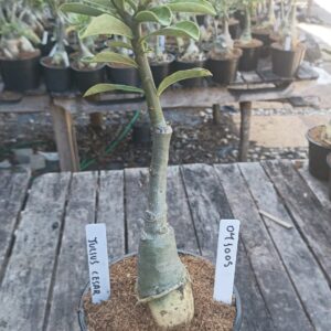 0410 05 Rosa do Deserto Julius Cesar