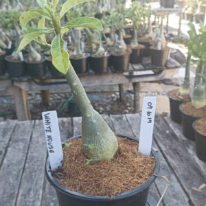 0410 14 Rosa do Deserto White House