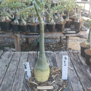 0410 12 Rosa do Deserto Grape Beauty