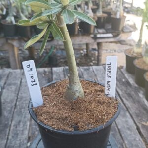 0410 23 Rosa do Deserto Triple Wish 3