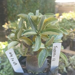 0410 09 Arabicum Torpedo - F2 12 meses