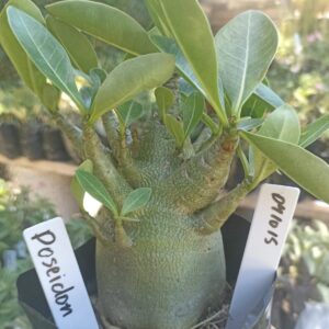 0410 15 Arabicum Poseidon - F2 12 meses