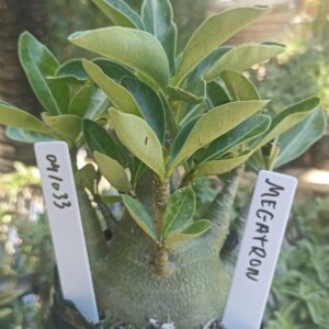 0410 33 Arabicum Megatron - F2 12 meses