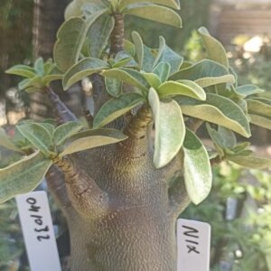0410 32 Arabicum Nix - F2 12 meses