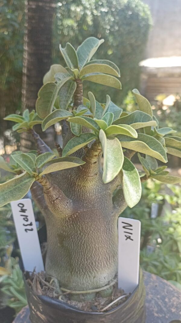 0410 32 Arabicum Nix - F2 12 meses