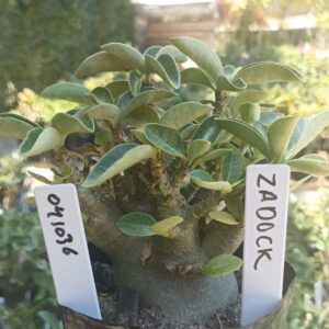 0410 36 Arabicum Zadock  - F2 12 meses