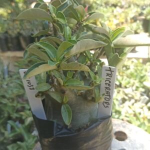 0410 38 Arabicum Triceraptors - F2 12 meses