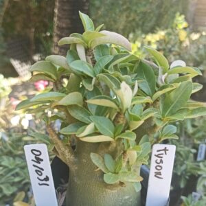 0410 31 Arabicum Tyson - F2 12 meses