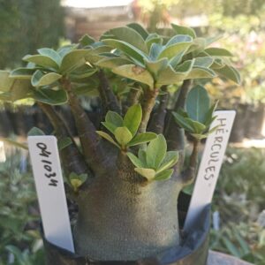 0410 34 Arabicum Hércules - F2 12 meses