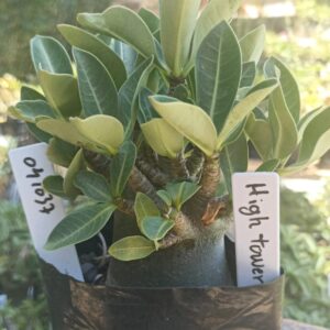 0410 37 Arabicum High Tower - F2 12 meses