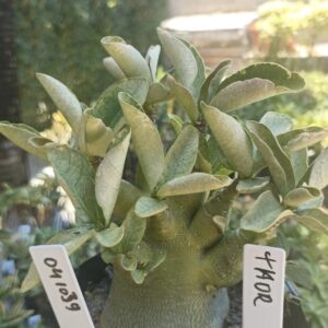 0410 39 Arabicum Thor - F2 12 meses