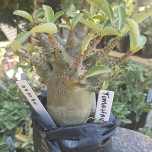 0410 40 Arabicum Tomahawk - F2 12 meses