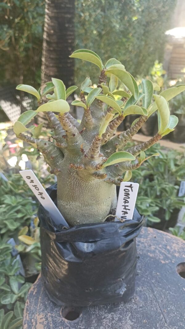 0410 40 Arabicum Tomahawk - F2 12 meses