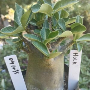 0410 35 Arabicum Hulk - F2 12 meses