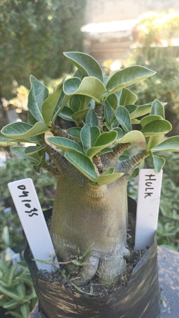 0410 35 Arabicum Hulk - F2 12 meses