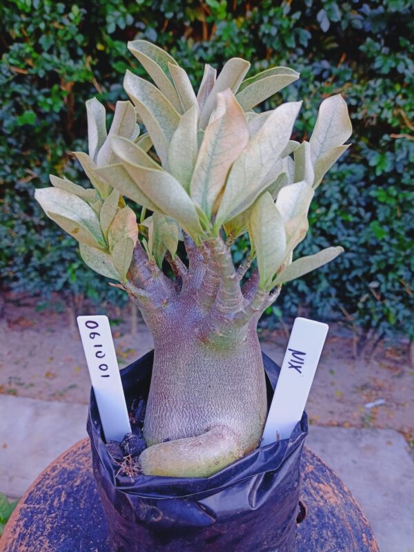 0610 01 Arabicum Nix - F2 12 meses