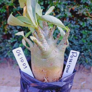 0610 03 Arabicum Poseidon - F2 12 meses