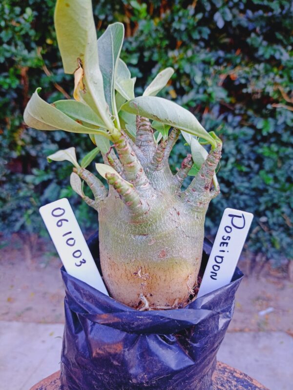 0610 03 Arabicum Poseidon - F2 12 meses