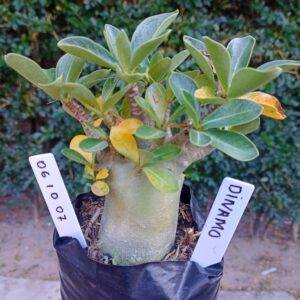 0610 07 Arabicum Dynamo - F2 12 meses