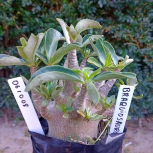 0610 08 Arabicum Baquiossauro - F2 12 meses