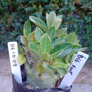 0610 09 Arabicum Big Foot  - F2 12 meses