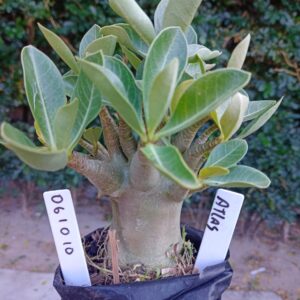 0610 10 Arabicum Atlas - F2 12 meses