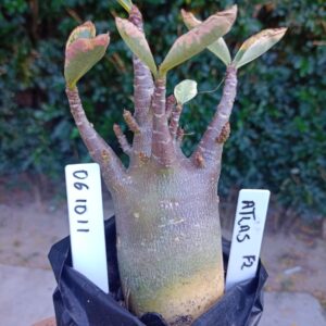 0610 11 Arabicum Atlas - F2 12 meses