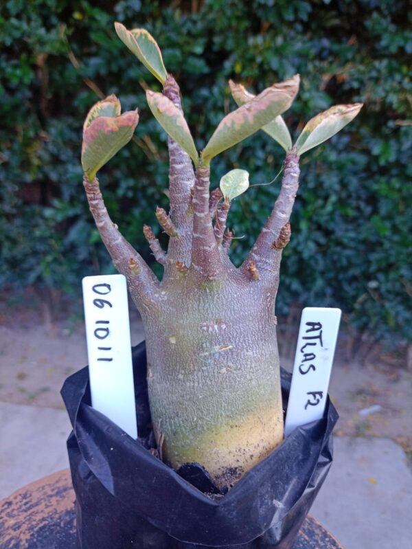 0610 11 Arabicum Atlas - F2 12 meses