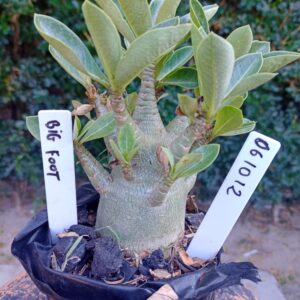 0610 12 Arabicum Big Foot - F2 12 meses