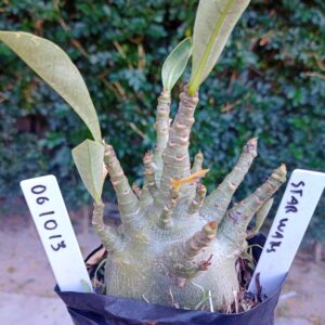 0610 13 Arabicum Star Wars - F2 12 meses