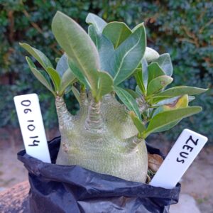 0610 14 Arabicum Zeus - F2 12 meses