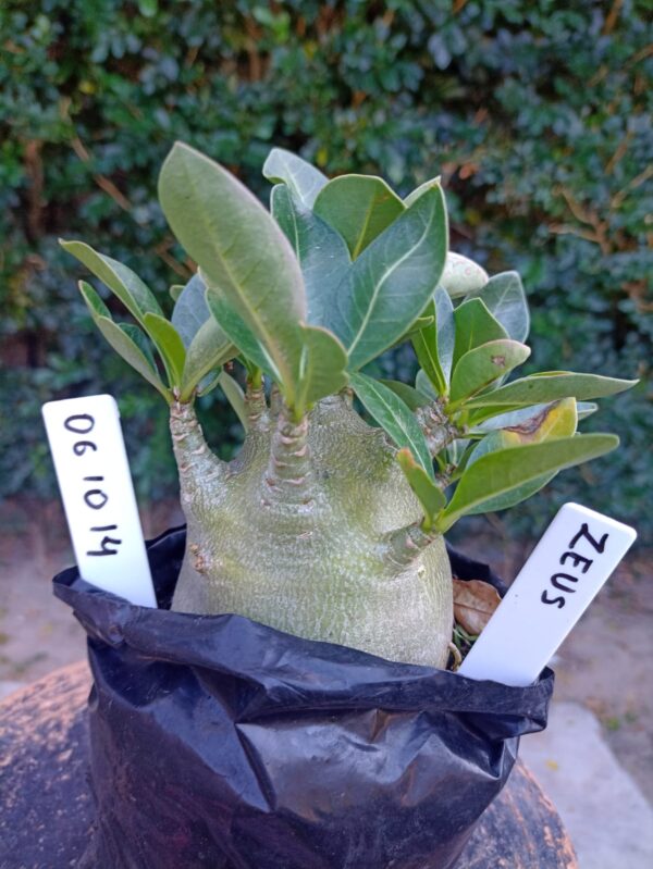 0610 14 Arabicum Zeus - F2 12 meses