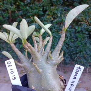0610 15 Arabicum Tomahawk - F2 12 meses