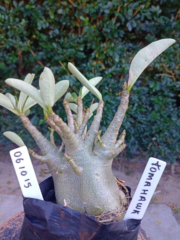 0610 15 Arabicum Tomahawk - F2 12 meses