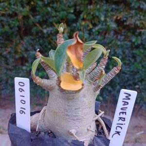 0610 16 Arabicum Maverick - F2 12 meses