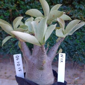 0610 17 Arabicum Nix - F2 12 meses