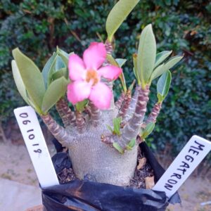 0610 18 Arabicum Megatron - F2 12 meses