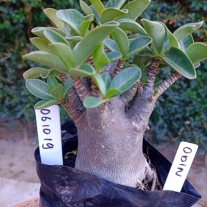 0610 19 Arabicum Odin - F2 12 meses