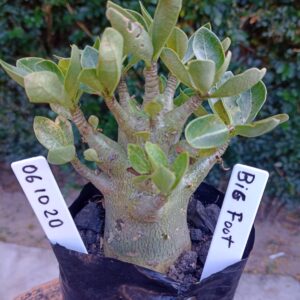 0610 20 Arabicum Big Foot - F2 12 meses
