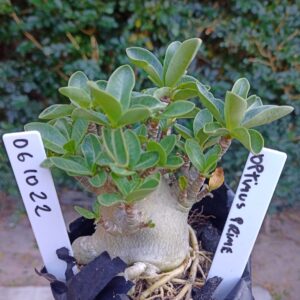 0610 22 Arabicum Optimus Prime - F2 12 meses