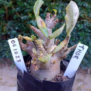 0610 23 Arabicum Thor - F2 12 meses