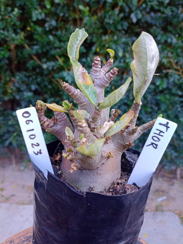 0610 23 Arabicum Thor - F2 12 meses