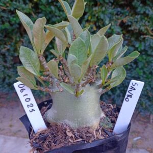 0610 25 Arabicum Sauron - F2 12 meses